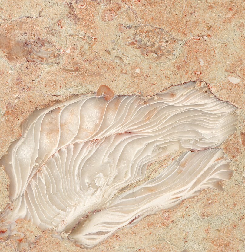 Fossilous Beige Turkey, Marble Color Sample