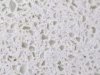 Quartz color:YDL-2011 Jasmine